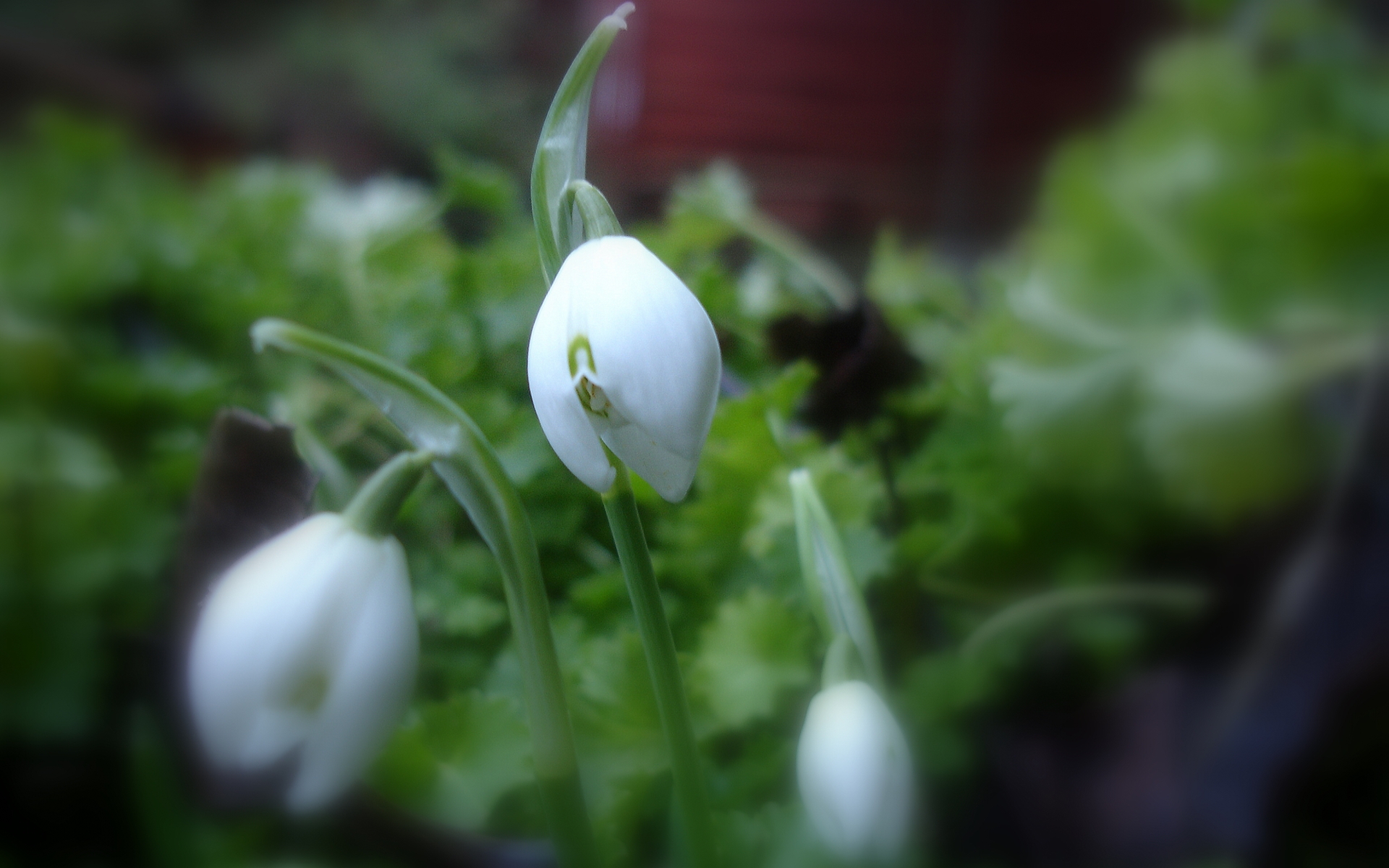 Snowdrop HD Wallpaper