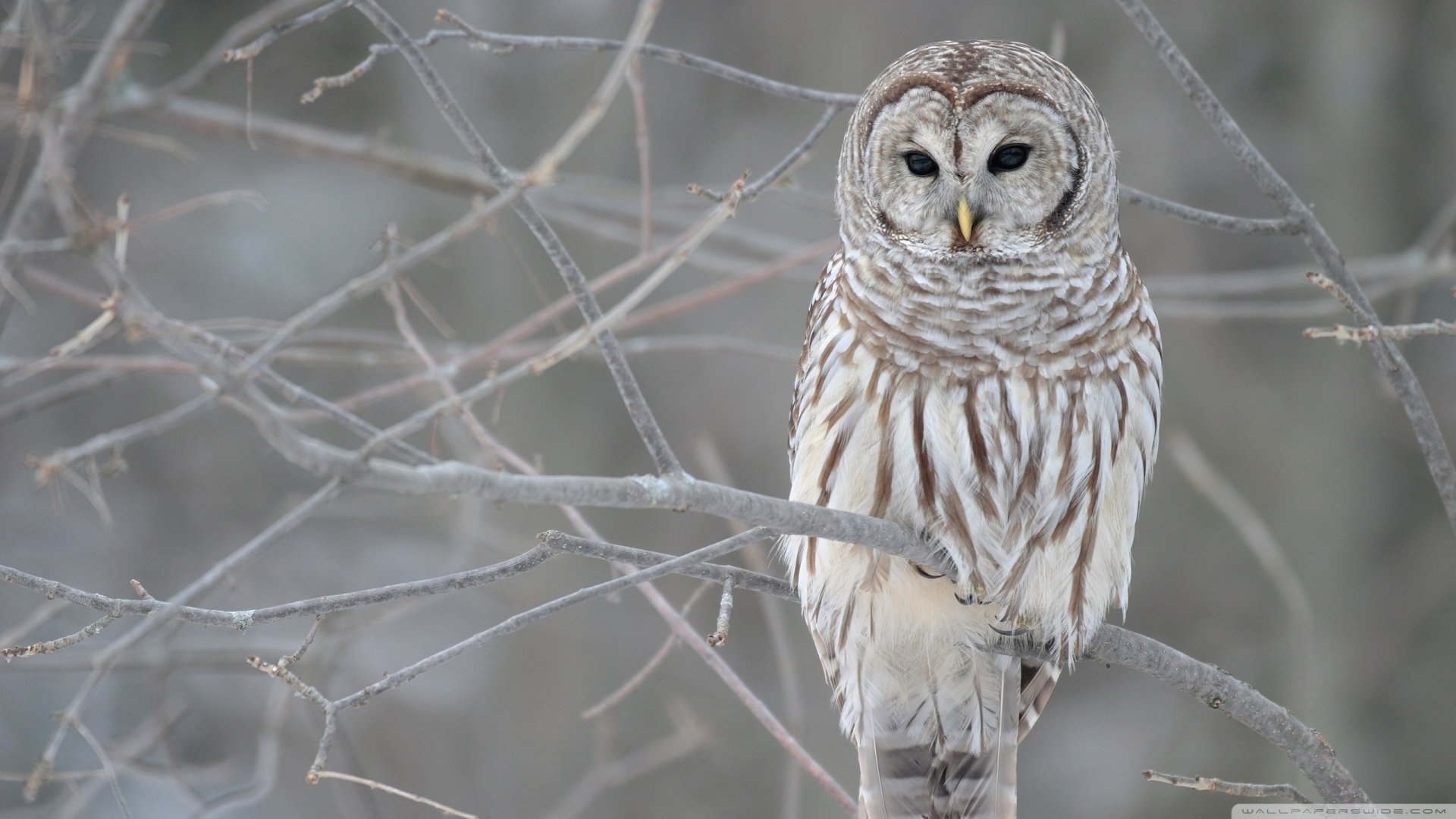 Barred owl (bird, Animal) perched on bare branches in winter, detailed close-up, 2K Quad HD PC desktop wallpaper and background.