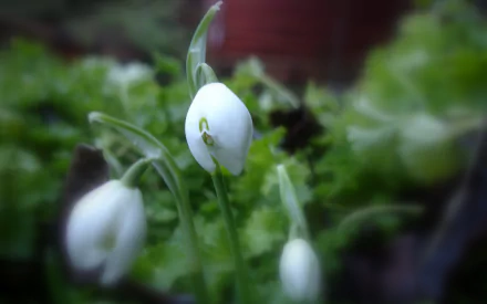 nature snowdrop HD Desktop Wallpaper | Background Image