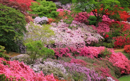Vibrant azalea bushes in full bloom create a colorful natural landscape, captured in high definition for a striking PC desktop wallpaper.