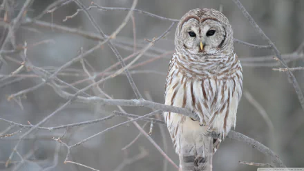 Barred owl (bird, Animal) perched on bare branches in winter, detailed close-up, 2K Quad HD PC desktop wallpaper and background.