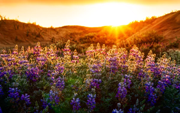 HD desktop wallpaper featuring a vibrant field of purple lupine flowers basking in the golden light of a setting sun over rolling hills in a natural landscape.