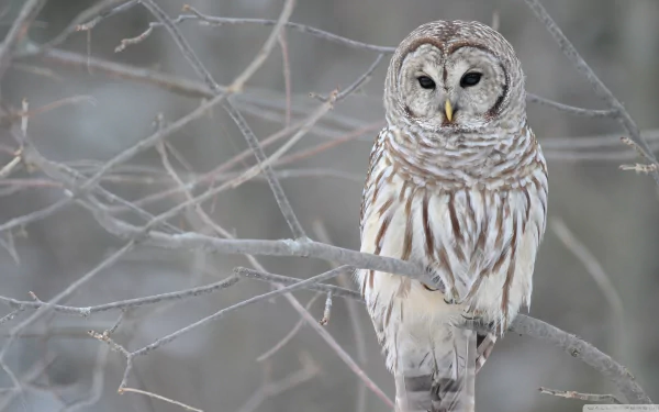 Barred owl (bird, Animal) perched on bare branches in winter, detailed close-up, 2K Quad HD PC desktop wallpaper and background.
