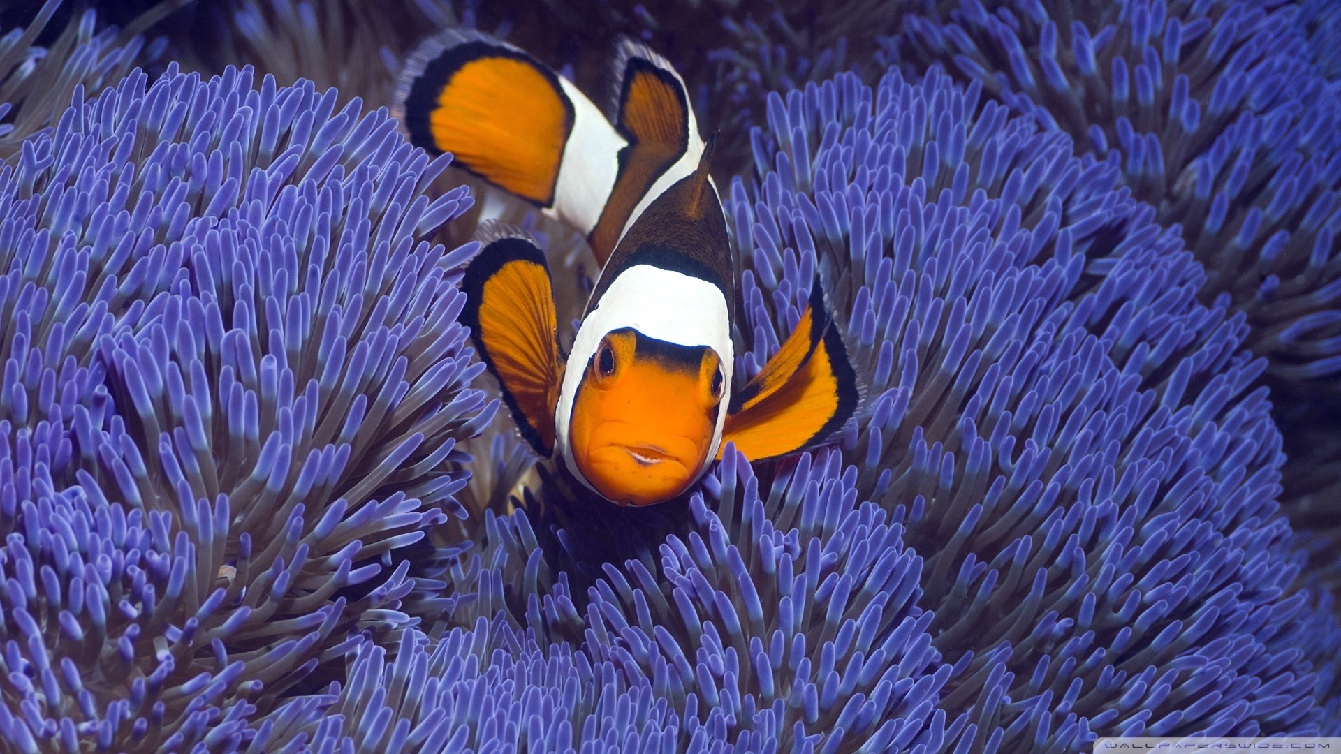 clownfish Full HD Wallpaper and Background Image | 1920x1080 | ID:508411