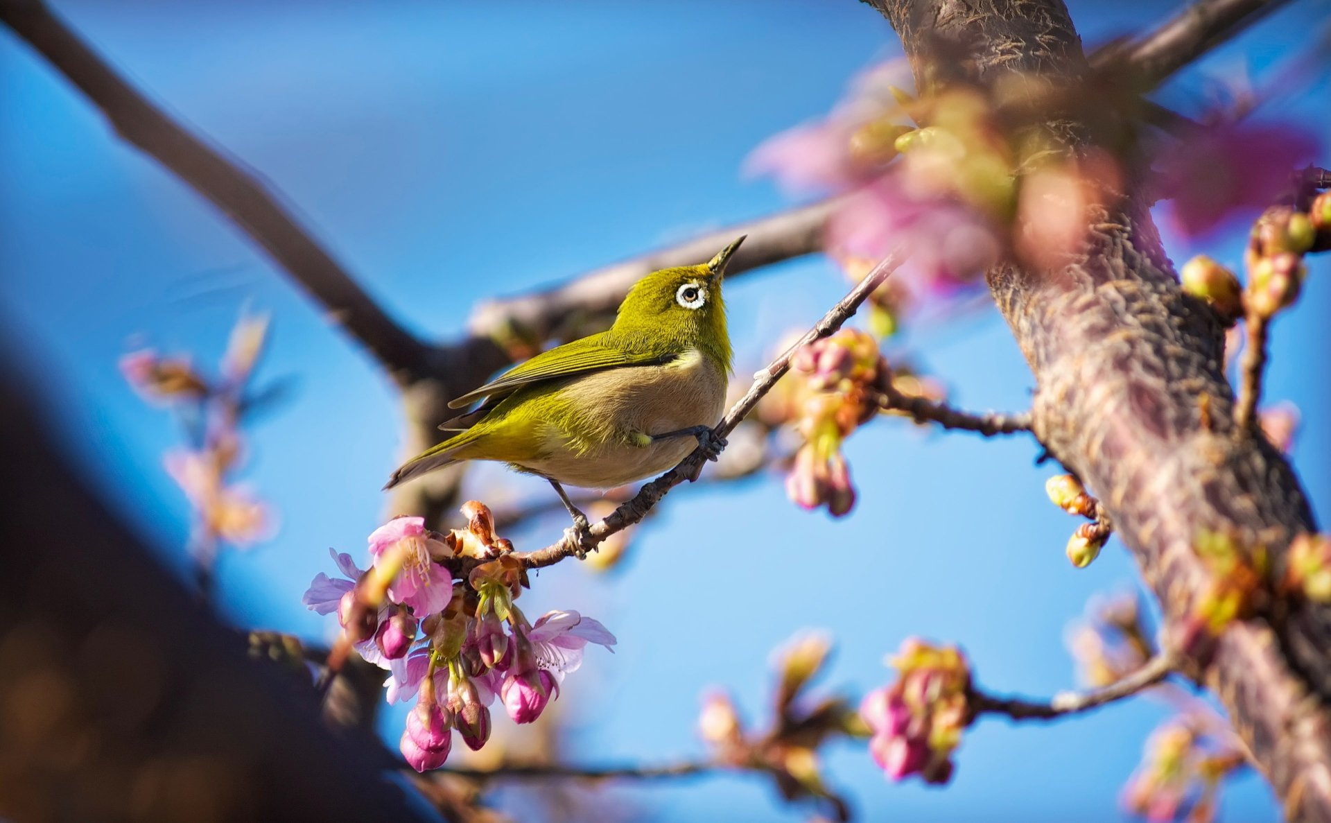 Download Bird Animal Japanese White-eye 4k Ultra HD Wallpaper