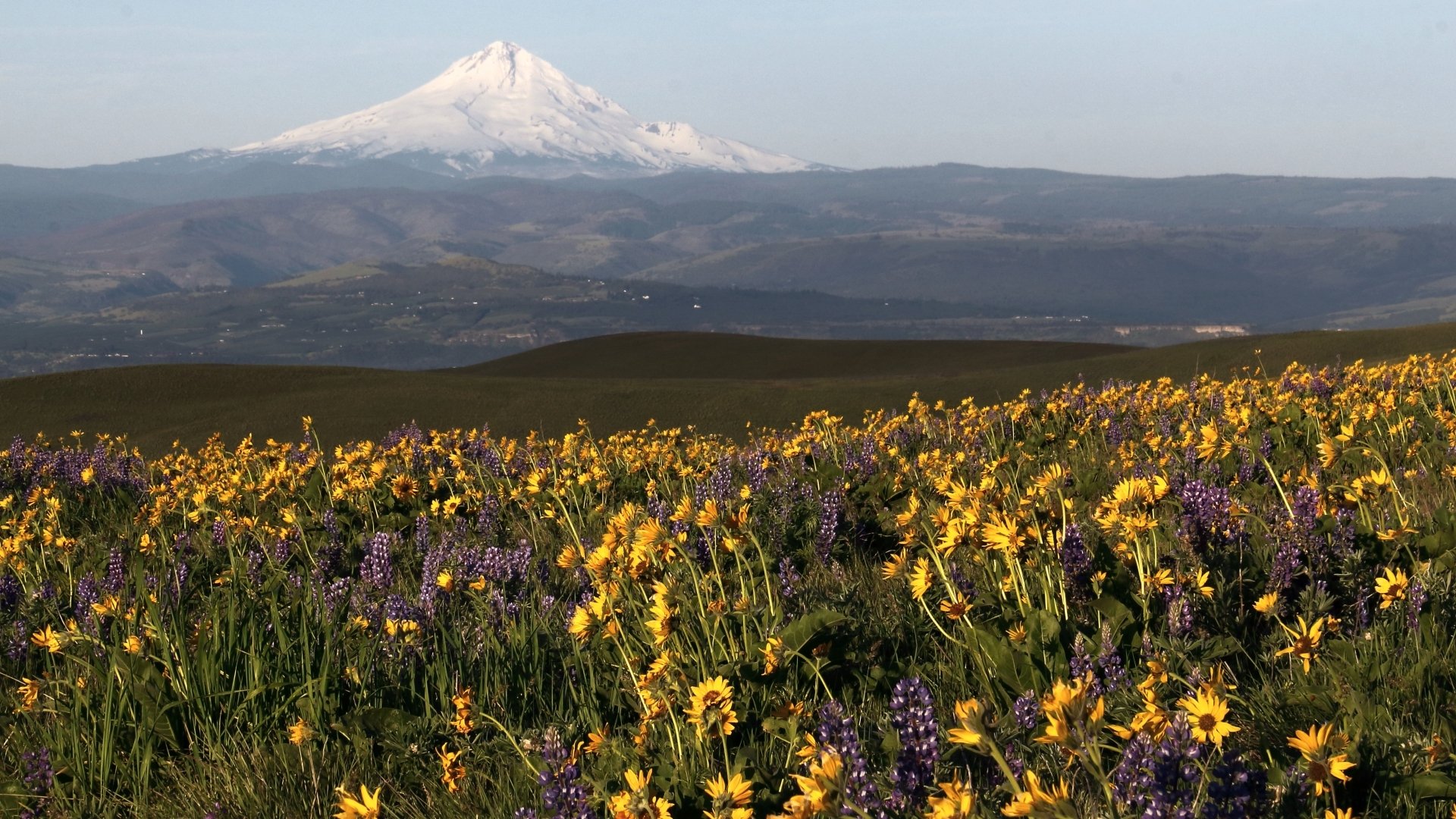 Download Nature Mount Hood HD Wallpaper