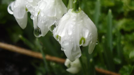 nature snowdrop HD Desktop Wallpaper | Background Image
