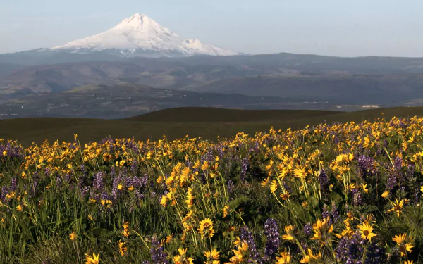 nature Mount Hood HD Desktop Wallpaper | Background Image