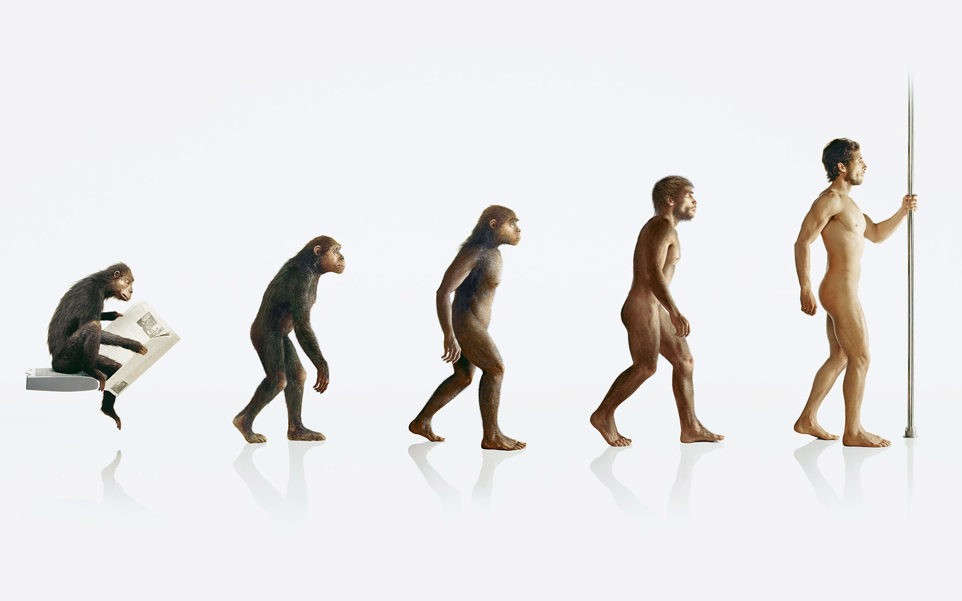 Процесс превращения человека в обезьяну. Human Evolution Эволюция человека. Хомо сапиенс обезьяна. Эволюция обезьяны в человека.