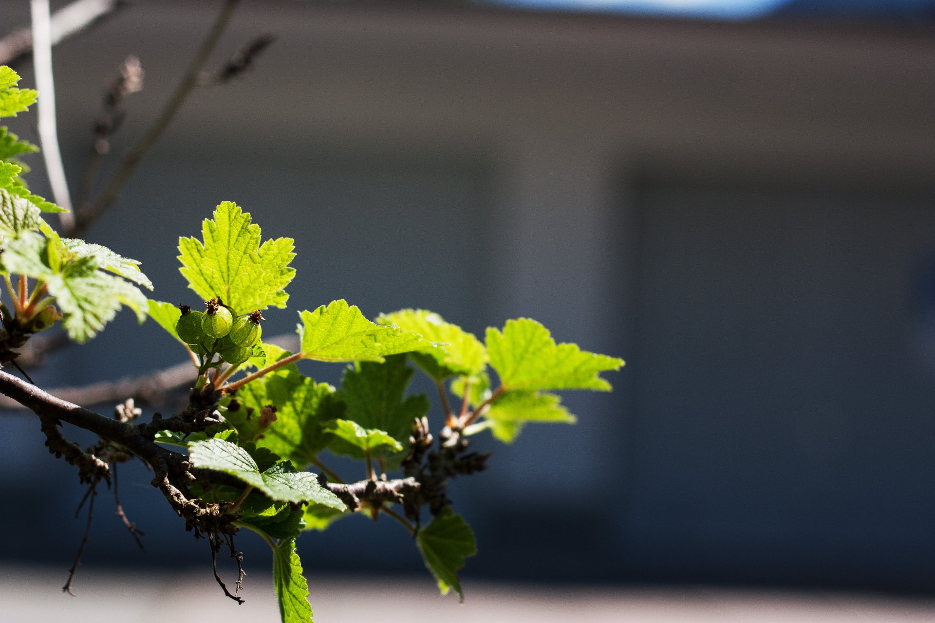 Download Food Currants 4k Ultra HD Wallpaper by Vriskson