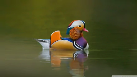 duck Animal mandarin duck HD Desktop Wallpaper | Background Image