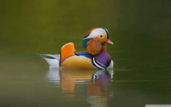 HD desktop wallpaper featuring a vibrant mandarin duck gliding on calm water, showcasing its colorful plumage against a soft green background.