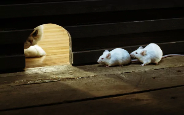 HD PC desktop wallpaper featuring two white mice near a small wooden mouse hole with a cat peeking inside, capturing a playful animal scene.