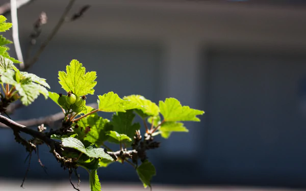 food currants HD Desktop Wallpaper | Background Image