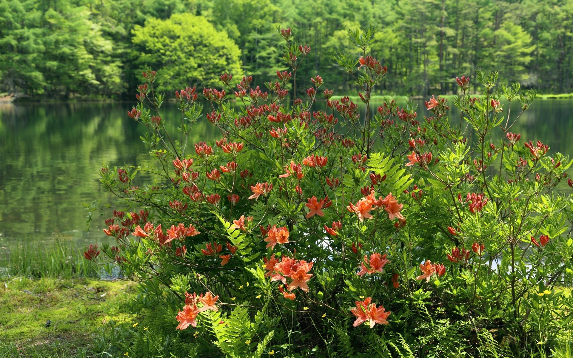 Download Nature Azalea HD Wallpaper