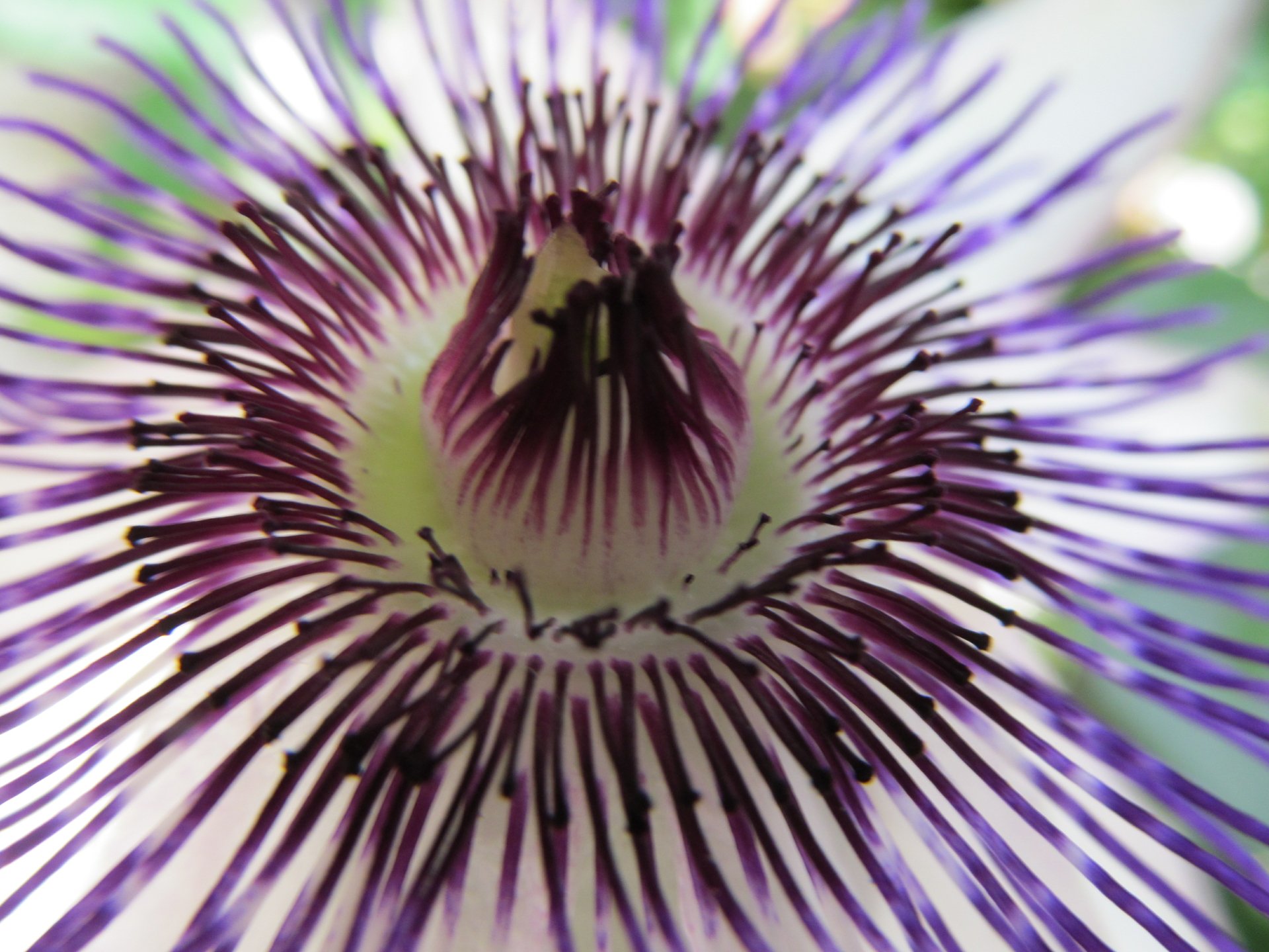 Macro close-up of a purple passionflower center with radiating filaments, nature flower, 4K Ultra HD PC desktop wallpaper and background.