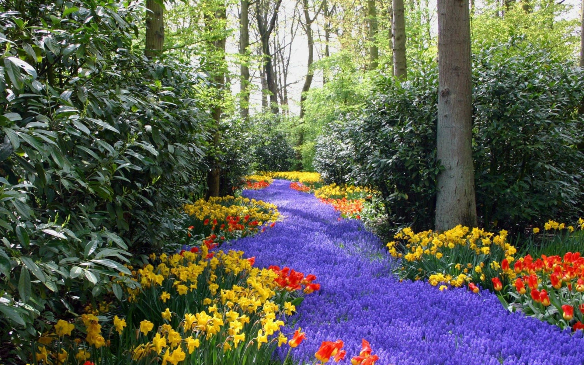 Nature Flower HD Wallpaper
