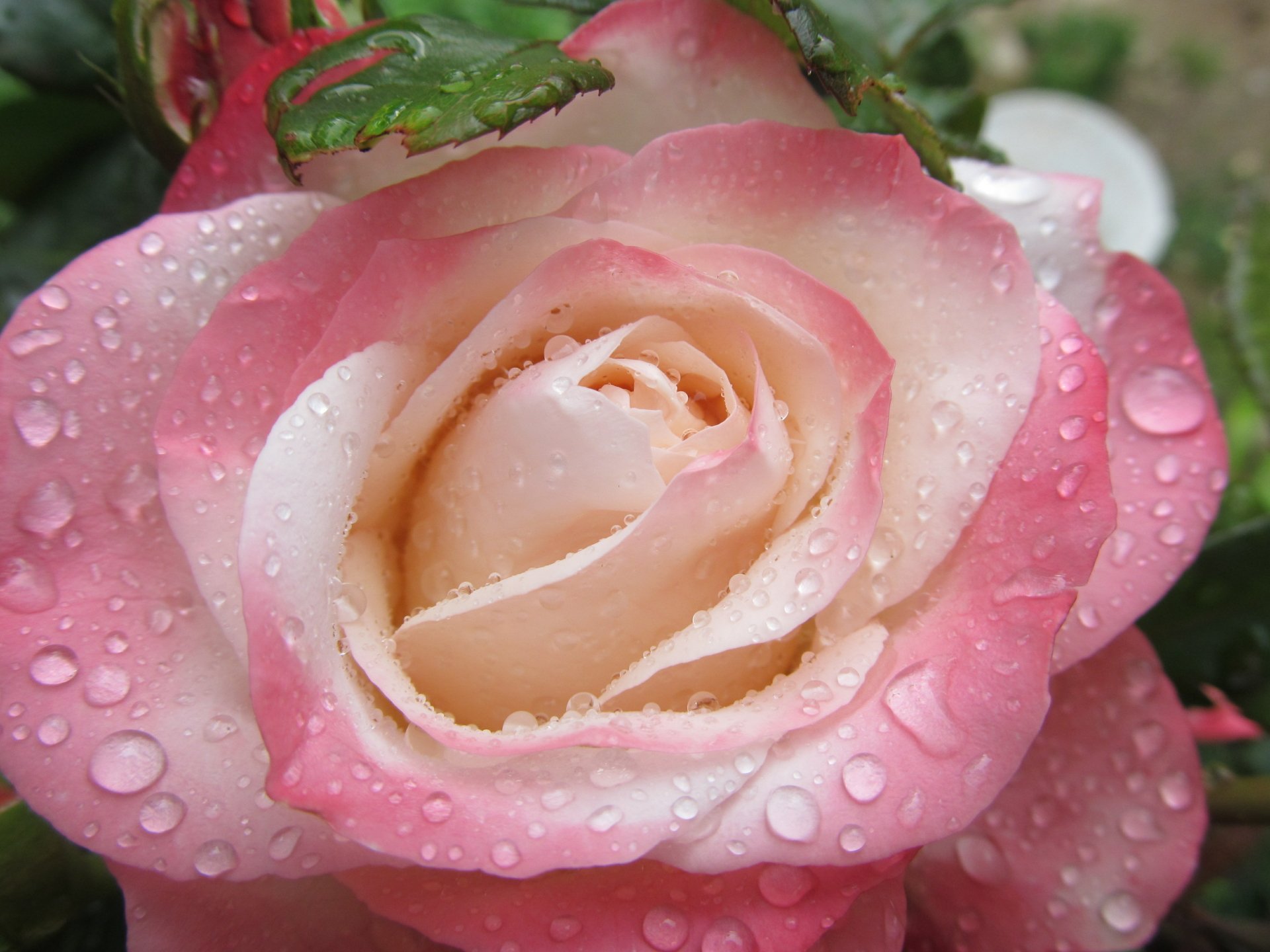 flower by AlphaSystem