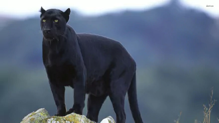 A striking black panther stands majestically on a rock, with its sleek coat and piercing yellow eyes set against a blurred natural background. An impressive HD desktop wallpaper.