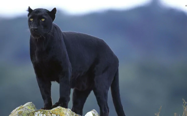 A striking black panther stands majestically on a rock, with its sleek coat and piercing yellow eyes set against a blurred natural background. An impressive HD desktop wallpaper.