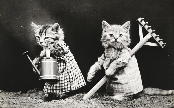 Humor Cat Cats Kitten Rake HD Wallpaper | Background Image