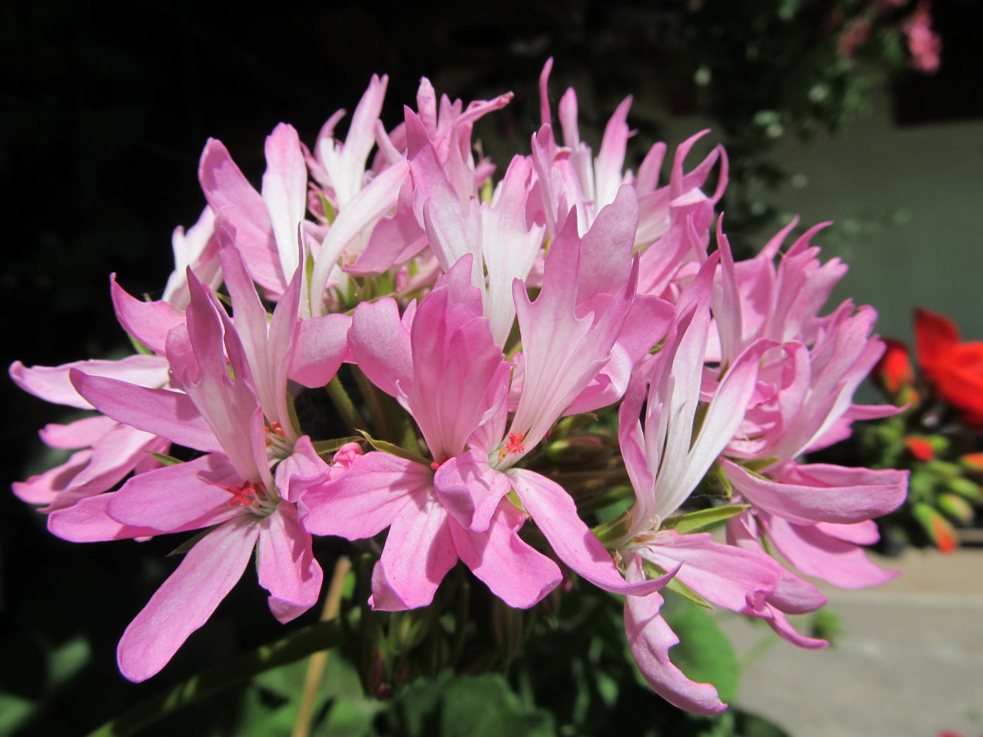 Close-up of pink flowering cluster in sunlight, lush green background — nature flower captured as a 4K Ultra HD PC desktop wallpaper and background.