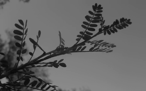  B & W leafs