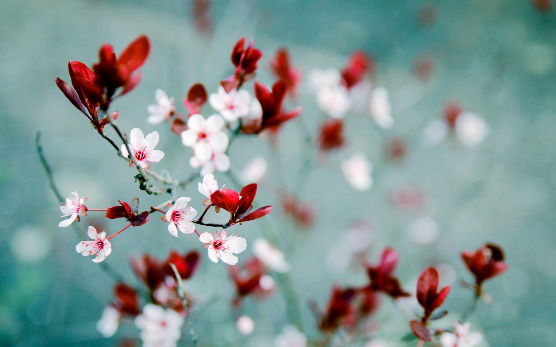 Blossom HD Wallpaper by Amandine Joly