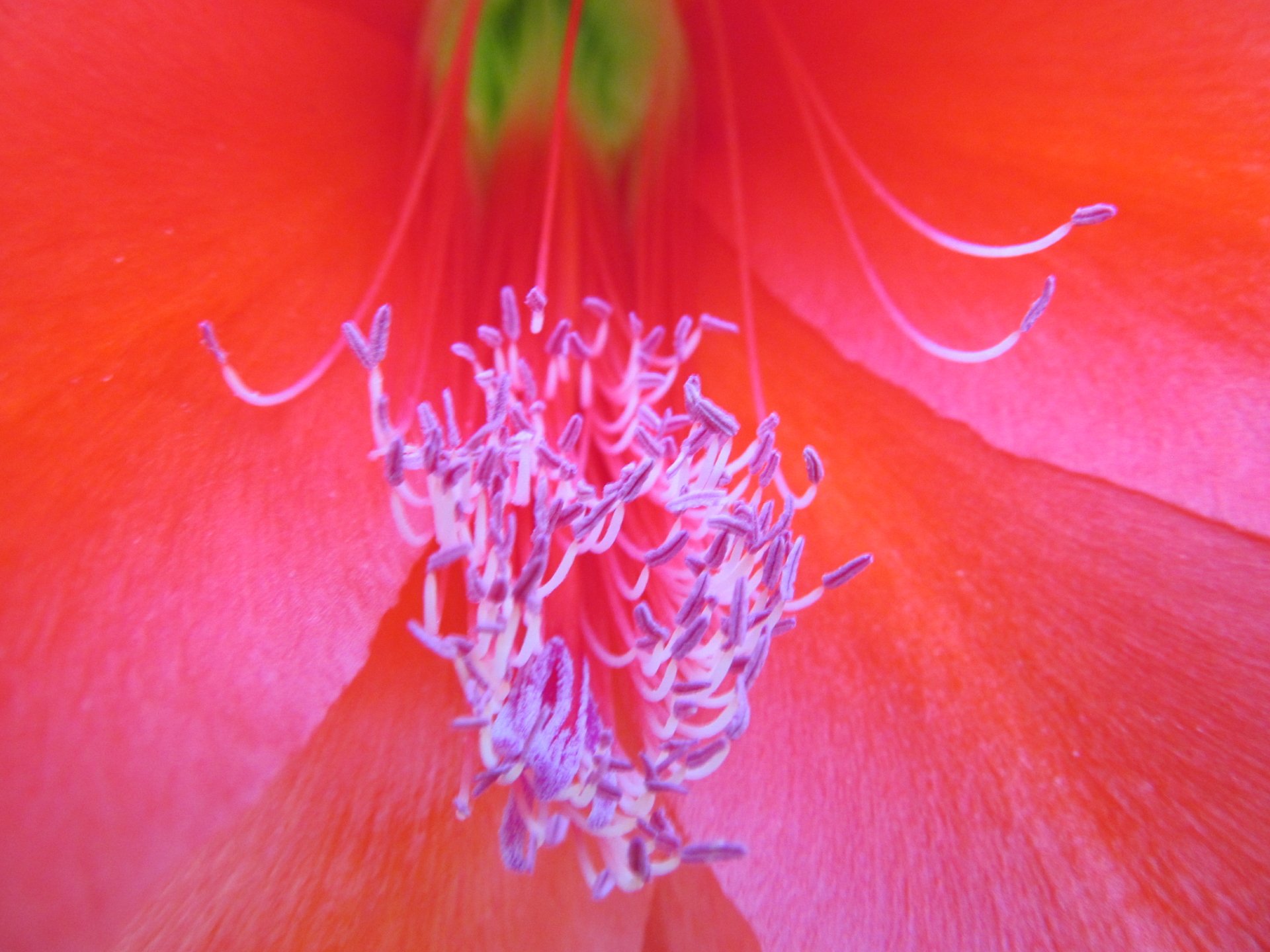 nature by AlphaSystem