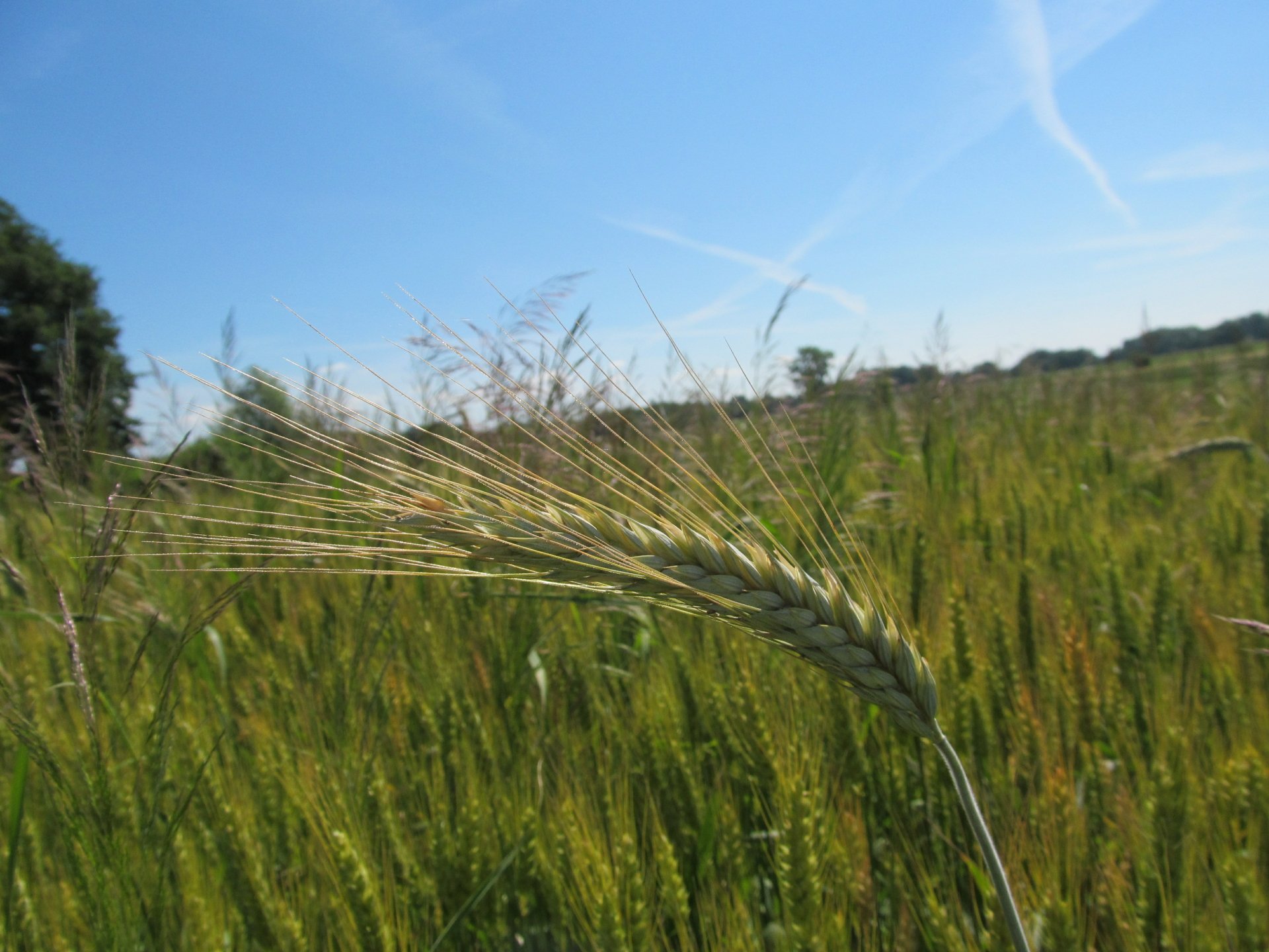 landscape by AlphaSystem