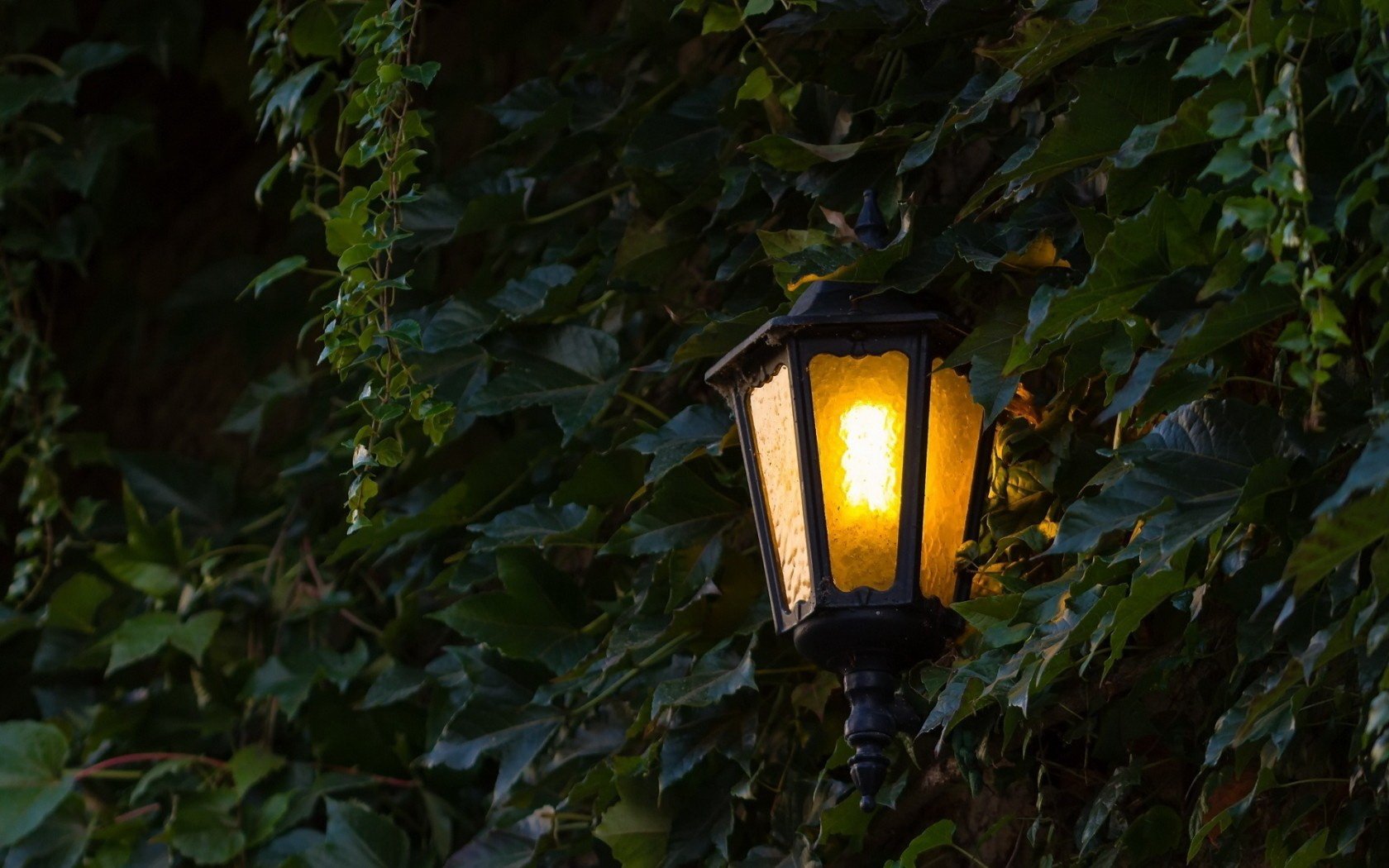 HD desktop wallpaper featuring a glowing man-made lamp surrounded by dense green foliage in a dark, natural setting.