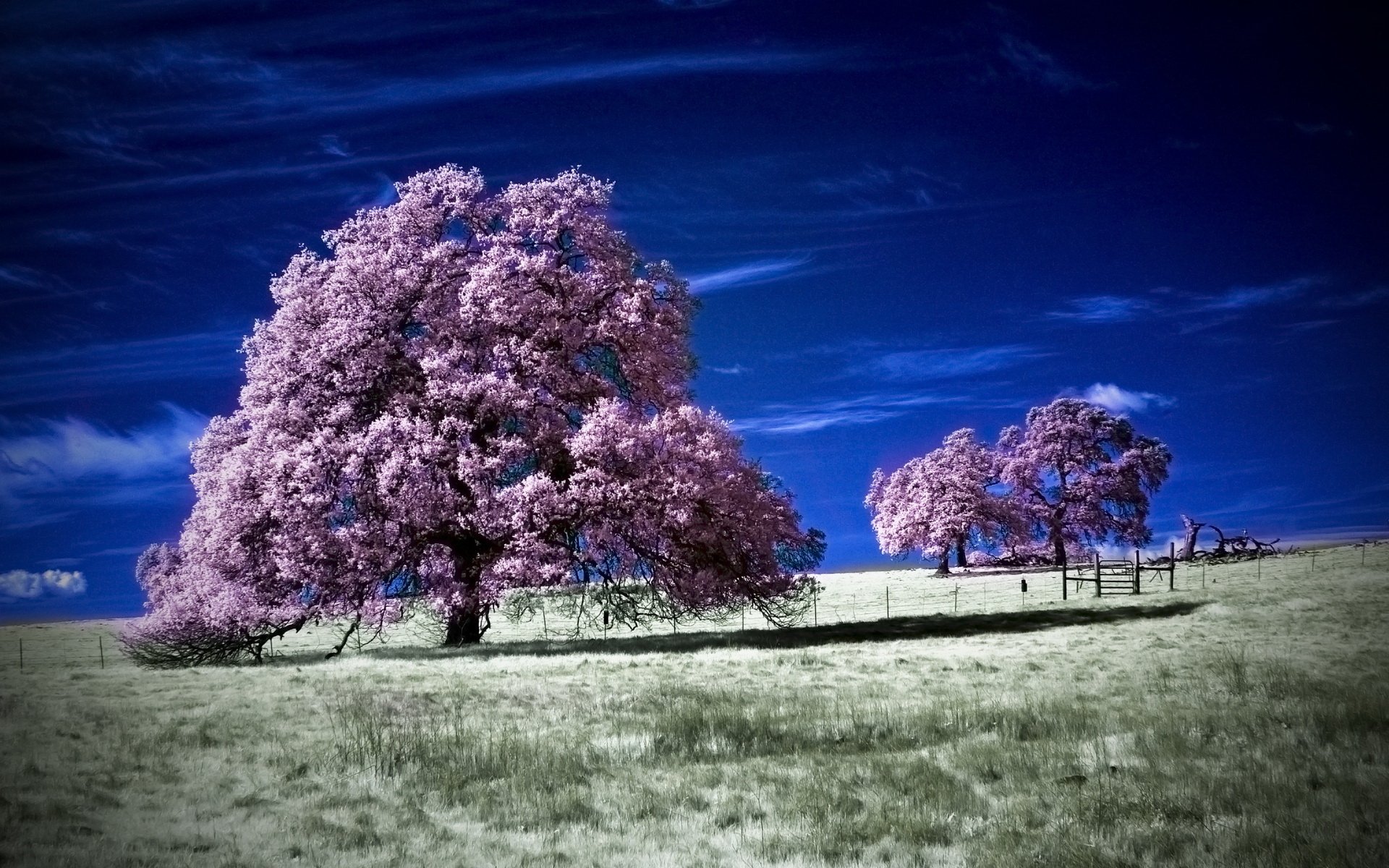 A vibrant field featuring two pink trees under a deep blue sky, creating a striking contrast in this HD nature-themed desktop wallpaper.