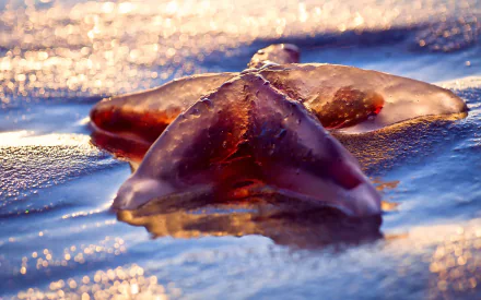 Animal starfish HD Desktop Wallpaper | Background Image