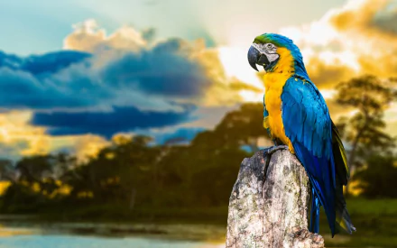 A vibrant blue-and-yellow macaw perches on a rock against a stunning sunset backdrop, creating an eye-catching HD desktop wallpaper.