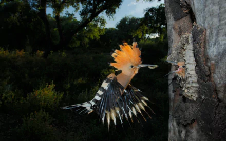 A vibrant hoopoe bird in mid-flight, showcasing its striking plumage, against a natural backdrop. This HD image serves as an eye-catching desktop wallpaper.