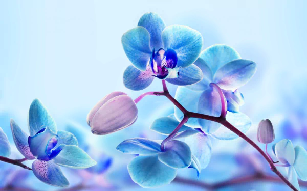 nature orchid HD Desktop Wallpaper | Background Image