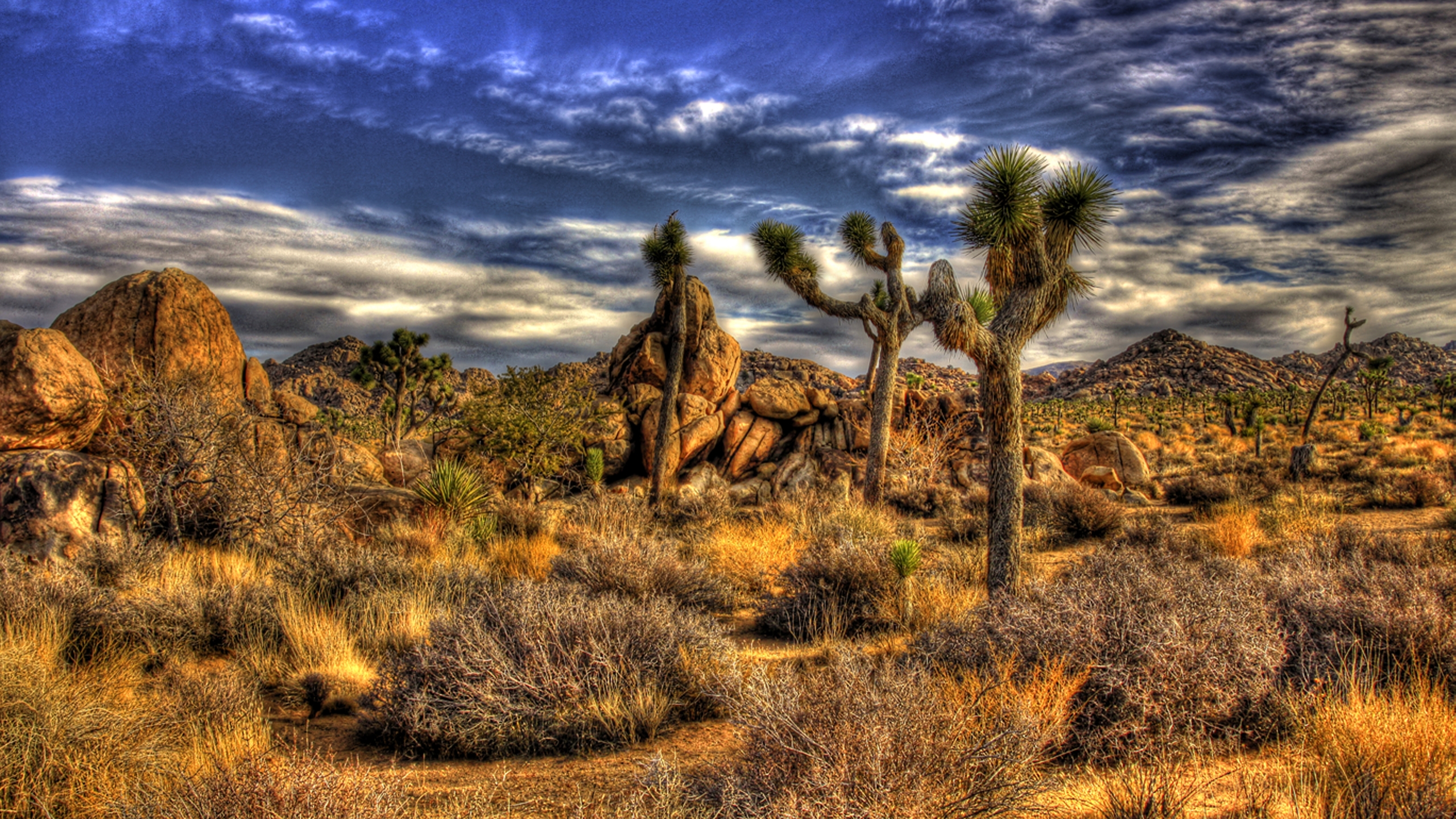 Joshua Tree National Park HD Wallpaper | Background Image | 2560x1440