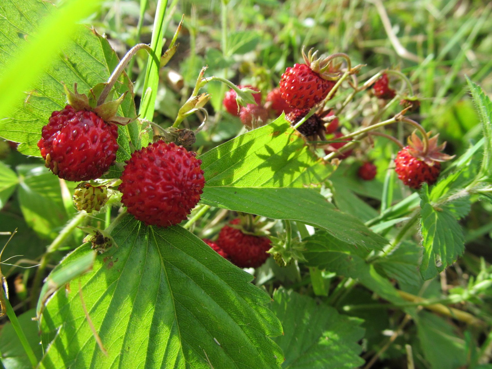 jagode by AlphaSystem