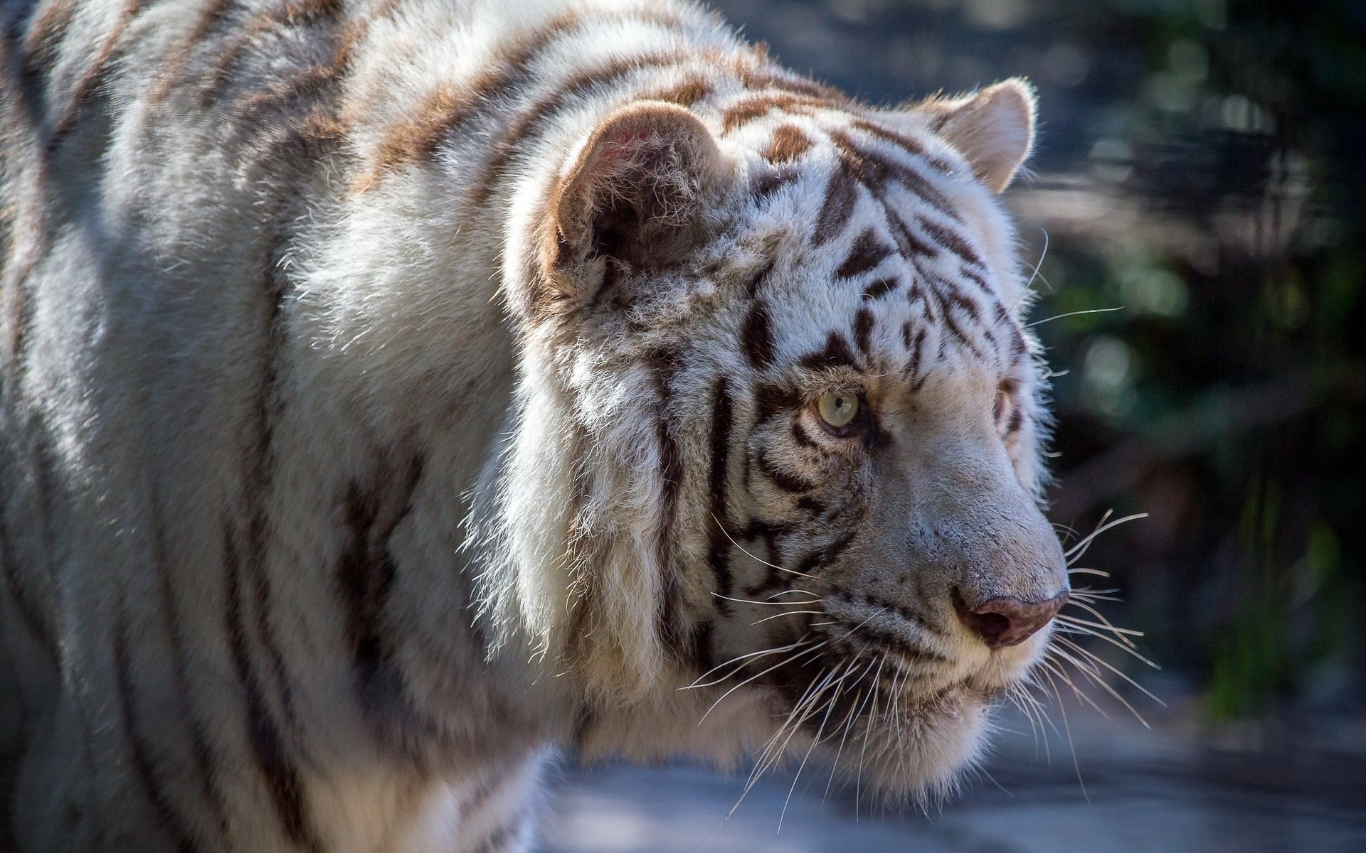 Majestic White Tiger HD Wallpaper