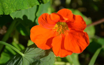 Close-up of a vibrant orange Tropaeolum flower surrounded by green leaves, captured in HD as a desktop wallpaper showcasing detailed natural beauty.