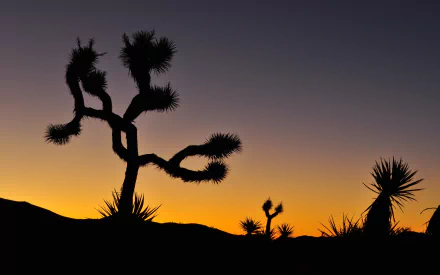 nature Joshua Tree National Park HD Desktop Wallpaper | Background Image