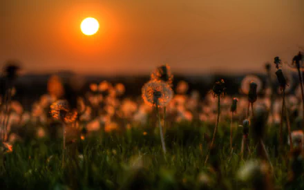nature dandelion HD Desktop Wallpaper | Background Image