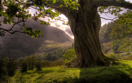 HD PC desktop wallpaper featuring a twisted tree in lush greenery with sunlight filtering through a mountainous nature landscape.