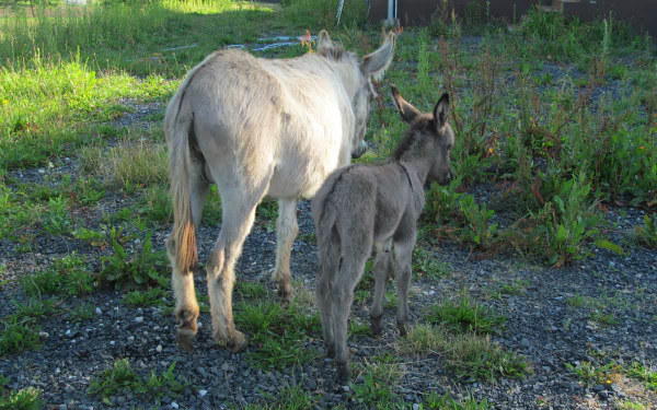HD desktop wallpaper of a donkey and its foal standing on a grassy field.