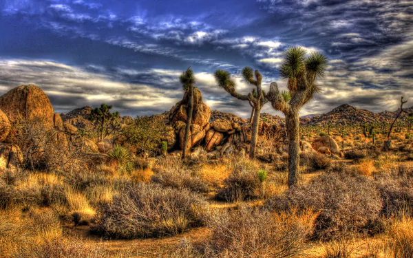 nature Joshua Tree National Park HD Desktop Wallpaper | Background Image