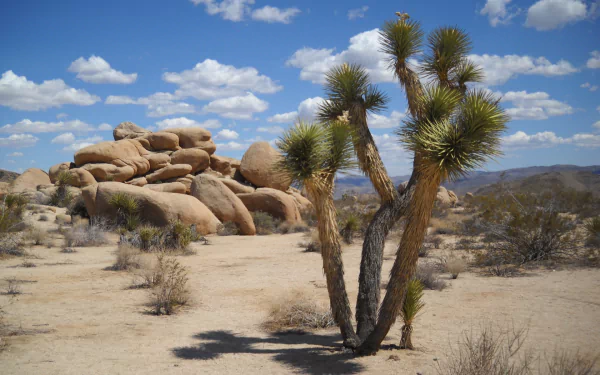 HD PC desktop wallpaper of Joshua Tree National Park nature: sunlit desert with a prominent Joshua tree in foreground, rounded boulders and scattered shrubs under a blue sky with fluffy clouds.
