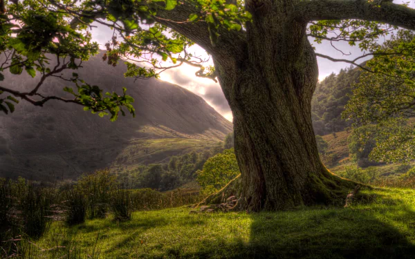 HD PC desktop wallpaper featuring a twisted tree in lush greenery with sunlight filtering through a mountainous nature landscape.