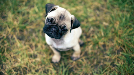 HD desktop wallpaper featuring a pug sitting on grass, looking up with big eyes, enhancing the background with its charming expression.