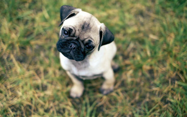 HD desktop wallpaper featuring a pug sitting on grass, looking up with big eyes, enhancing the background with its charming expression.