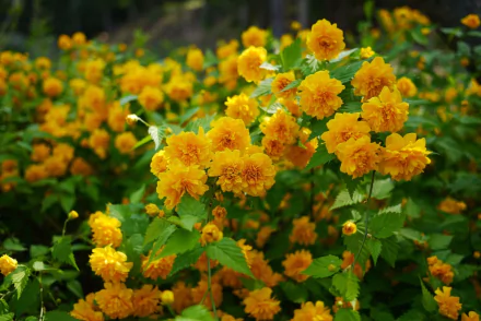 A vibrant display of golden Japanese kerria (Kerria japonica) flowers in full bloom, surrounded by lush green leaves, creating an eye-catching natural scene.
